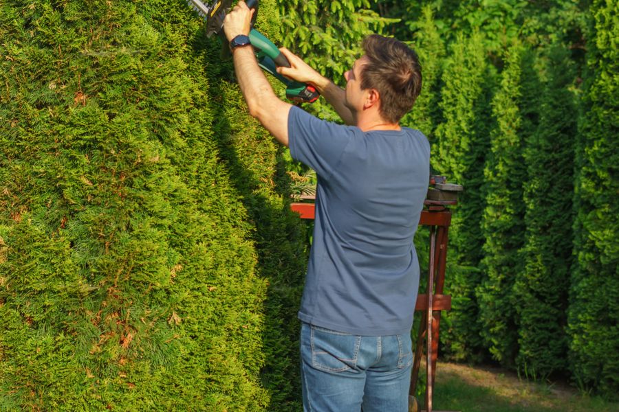 Mann schneidet hohe Thujahecke mit elektrischer Heckenschere im Garten