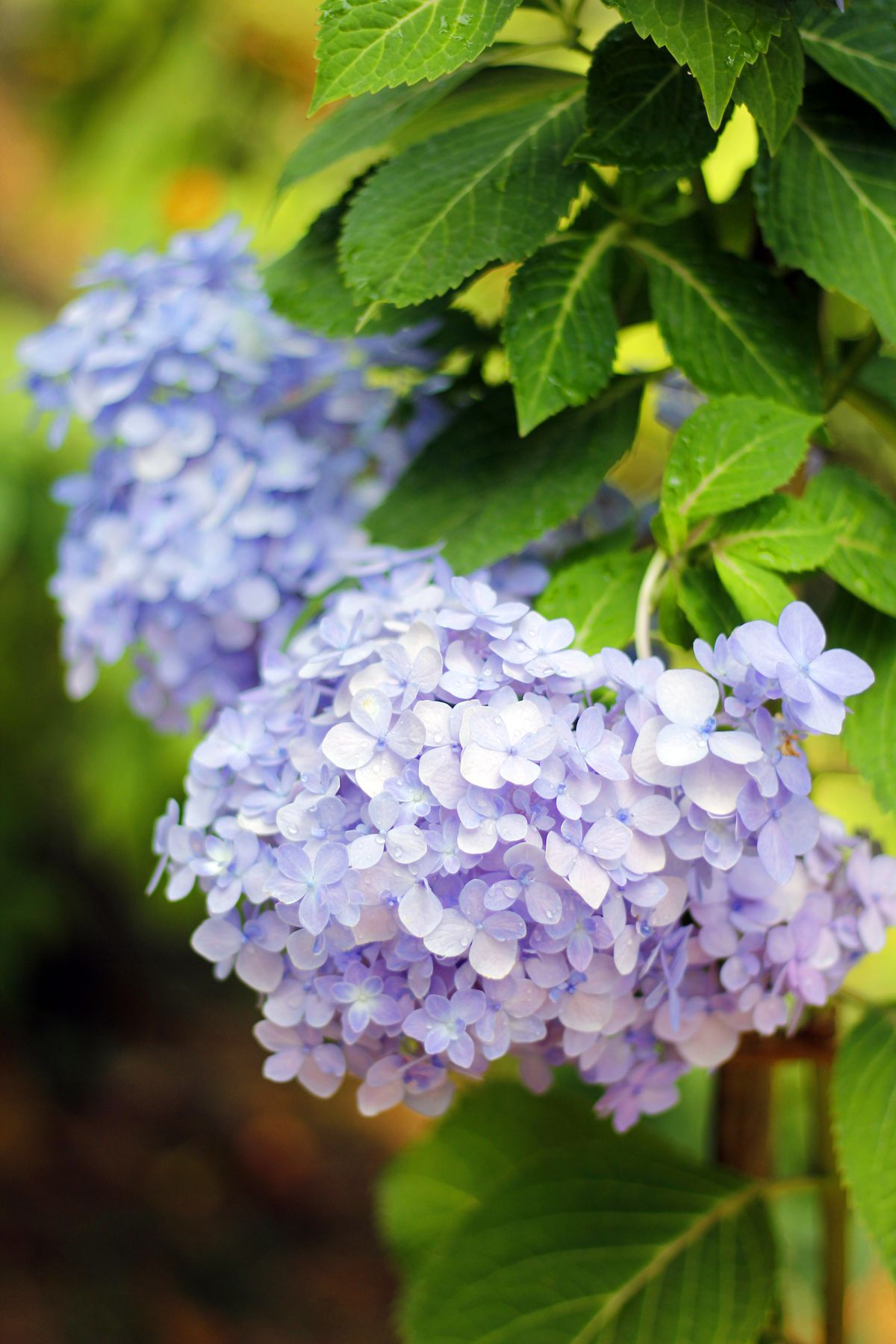 Nahaufnahme von weißen Hortensienblüten mit vielen kleinen Einzelblüten und grünen Blättern