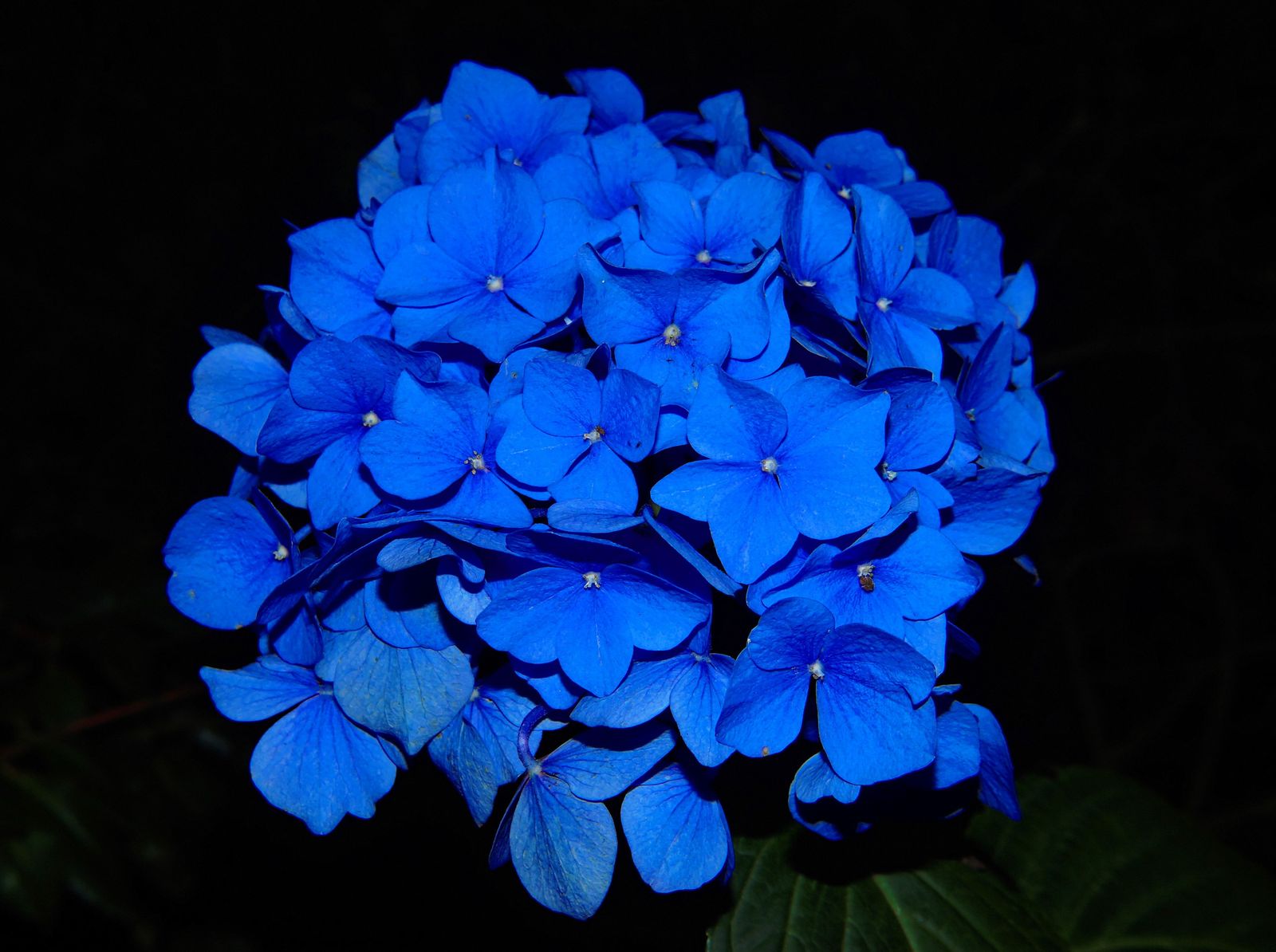 Nahaufnahme einer leuchtend blauen Hortensienblüte in voller Blüte